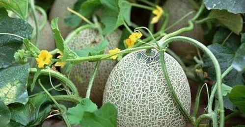 中老年人吃哈密瓜