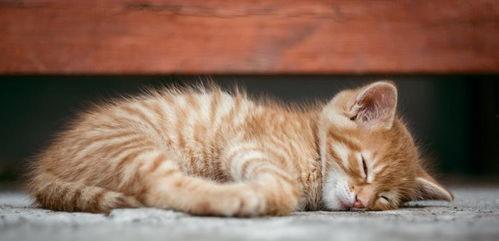 白猫吃瓜小程序,揭秘小程序中的趣味生活圈