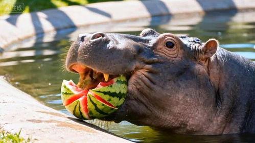 吃瓜大河马,揭秘吃瓜大河马的趣味生活与美食之旅