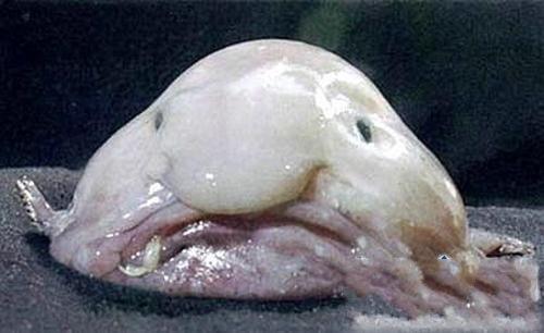 瓜哥吃瓜奇怪的鱼,揭秘吃瓜时遇到的奇异鱼种之谜