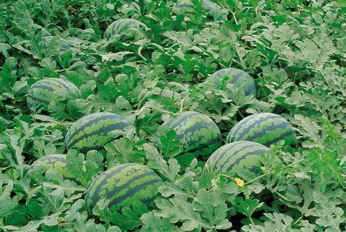 几月种田瓜最合适吃,种田瓜的最佳收获时节”