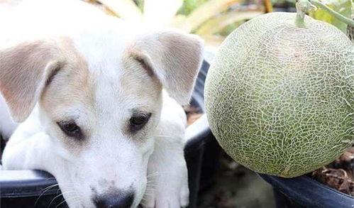 狗可以吃哈密瓜嘛,哈密瓜，狗狗的夏日美味吗？