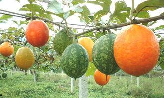 吃吊瓜容易放屁吗