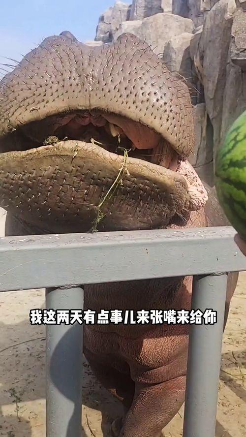 搞笑配音河马吃瓜,笑料横生，配音界的欢乐盛宴！