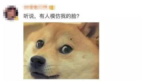 卡尔吃瓜狗头,揭秘网络流行文化新现象