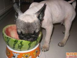 巴哥犬吃瓜,瓜果飘香中的欢乐时光