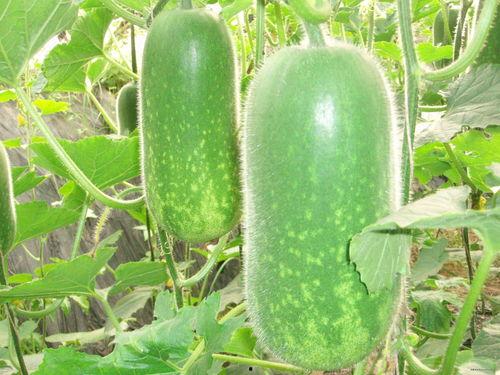 米兰吃瓜群截图高清,高清截图背后的八卦风云