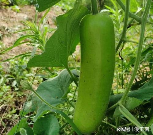 瓠子瓜如何炒着吃,家常美味轻松学