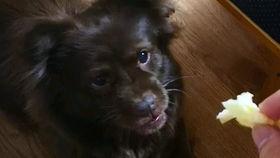 狗子与我吃瓜照片,狗子与我共享瓜时温馨瞬间