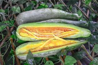 网红吃瓜跳舞,娱乐狂欢新潮流