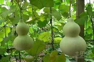 吃长葫芦瓜,探寻乡村风味佳肴