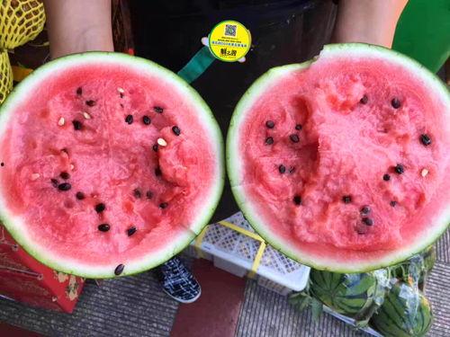 吴川本地吃瓜28号